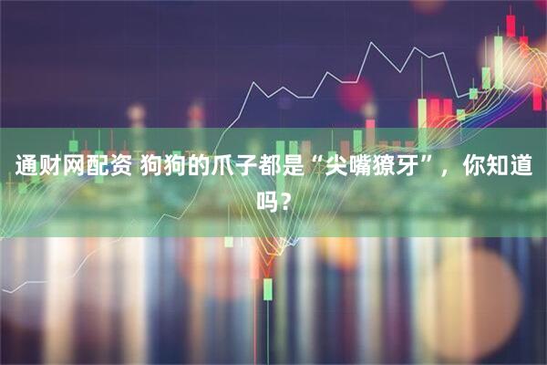 通财网配资 狗狗的爪子都是“尖嘴獠牙”，你知道吗？